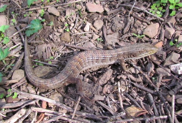 Southern Alligator Lizard